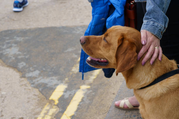 istock Dog Owner Stroking a Brown Labrador. 1188008683