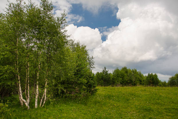 istock Birches on the edge of a forest glade 1188008744