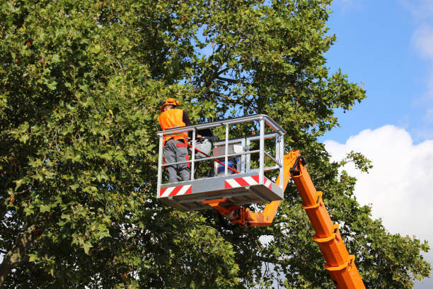 Tree cutting, tree care Tree cutting, tree care prune stock pictures, royalty-free photos & images