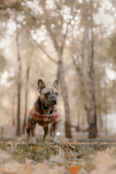 istock french bulldog posing outdoors in clothes in autumn 1188009323