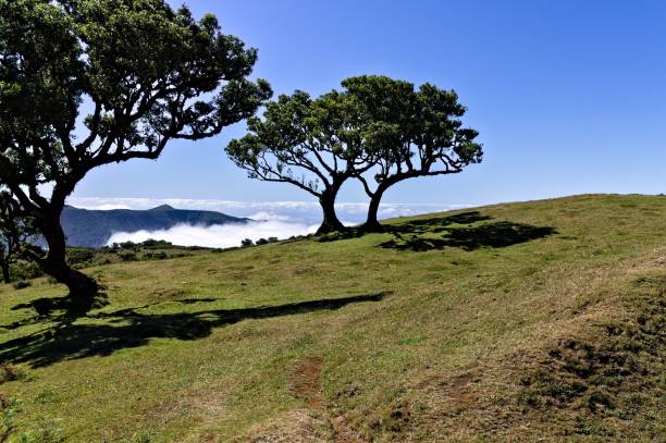 istock Isolated crooked tree in the grassland above clouds (Fanal, Madeira, Portugal, Europe) 1188009627