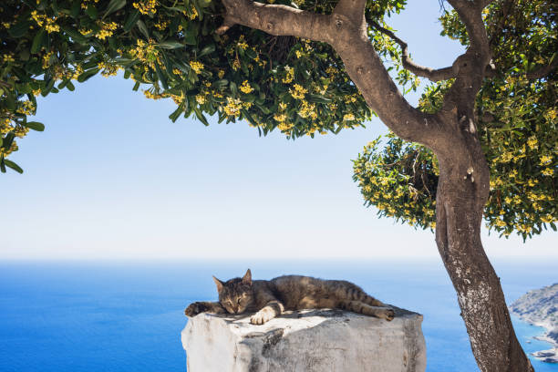 Traditional greek village and lazy relaxed cat, Greece Beautiful village, Cyclades, Greece crete stock pictures, royalty-free photos & images