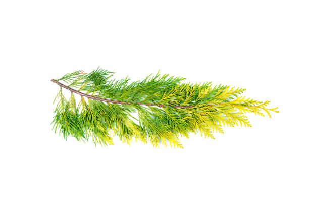 Top view of fir thuja evergreen branch.  Christmas and New Year winter eco holidays concept. Copy space.