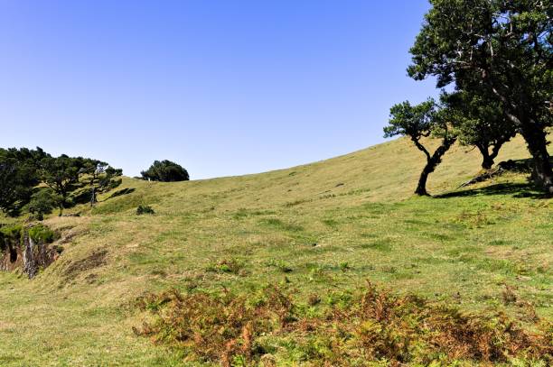 istock Forestal place with strange trees in the grassland (Fanal, Madeira, Portugal, Europe) 1188009704