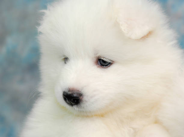 istock samoyed dog puppy lovely 1188009788