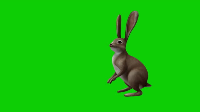 Cartoon rabbit on chroma and with alpha channel