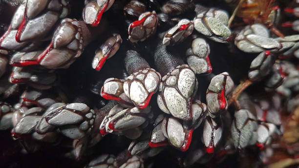 istock Living goose barnacles on rocks 1188010545