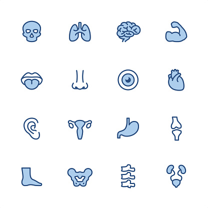 16 indigo and blue Human Anatomy icons set #25
Pixel perfect icon 48x48 pх, outline stroke 2 px.

First row of  icons contains:
Human Skull, Human Lung, Human Brain, Human Muscle;

Second row contains: 
Human Mouth and Tongue, Human Nose, Human Eye, Human Heart;

Third row contains: 
Human Ear, Uterus, Stomach, Human Bone; 

Fourth row contains: 
Human Foot, Pelvis, Human Spine, Human Kidneys and Bladder.

Complete Indigico collection - https://www.istockphoto.com/collaboration/boards/t5bVQfKvf0a-h6WHcFLuIg