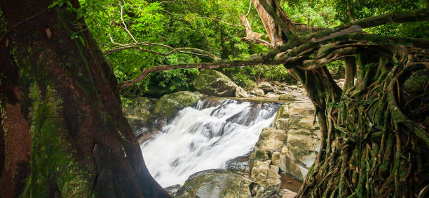 열대 숲에서 고대 큰 반얀 나무와 폭포. - tropical rainforest thailand root waterfall 뉴스 사진 이미지