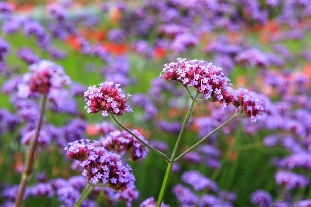 Verbena bonariensis flower, Eastbourne, East Sussex