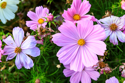 Pink cosmos flowers in Eastbourne