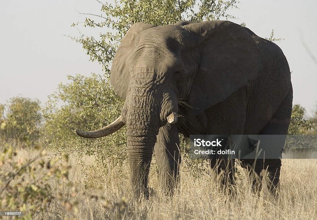 Африканский слон бык - Стоковые фото Африка роялти-фри