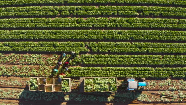 Straight down aerial zoom out view of farm workers harvesting lettuce on a large scale vegetable farm