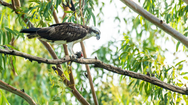 istock Western Osprey grabbing a freshwater fish perching on a tree 1188013446