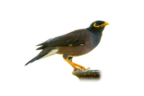 istock Common myna isolated on white background 1188013451