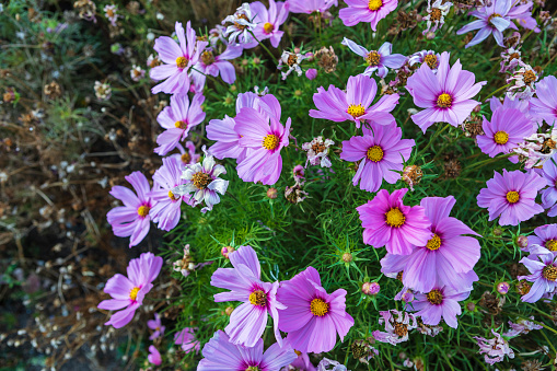 Pink cosmos flowers in Eastbourne