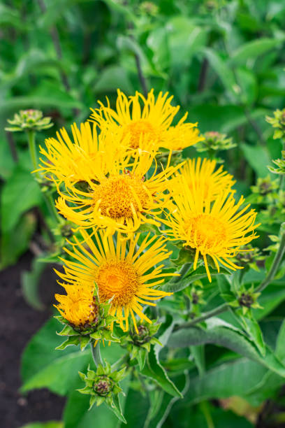 Elecampane flowers, Inula helenium Elecampane flowers blooming, Inula helenium, with green leaves background inula stock pictures, royalty-free photos & images