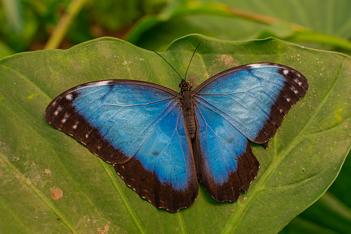 Blue Morpho Peleides butterfly, resting with open wings on a green leaf, with green jungle vegetation background