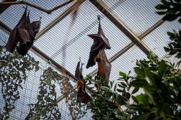 istock Three bats in a greenhouse spreading wings close-up 1188014379