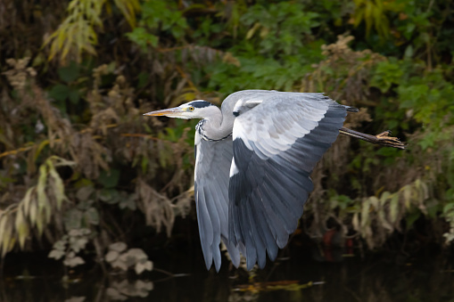 Grey heron flying over a river hunting for food during fall.