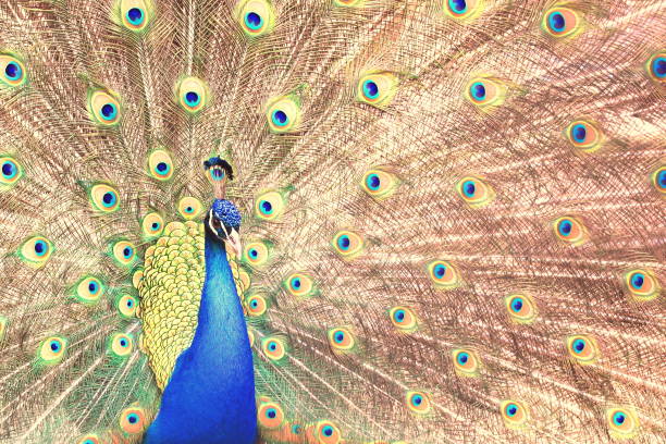 istock beautiful indian peacock with bronze peacock feathers 1188015251