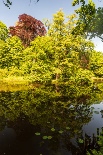 istock lake with trees reflected on water ground during springtime day with clear sky 1188016147