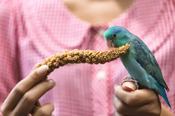 Photo of Forpus parrot bird on woman hand