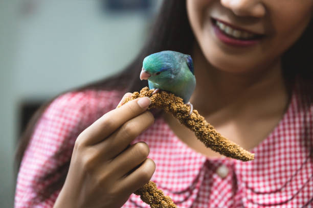 istock Forpus parrot bird on woman hand 1188016186