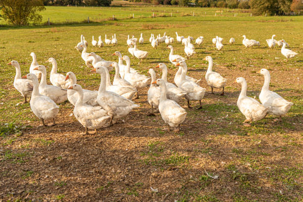 istock Many white fattening geese on a meadow 1188016389