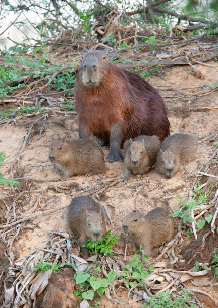 istock Close up of Capybara mother with five babies 1188017143