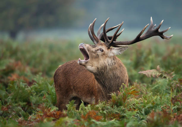 istock Red deer stag calling during rutting season 1188017145