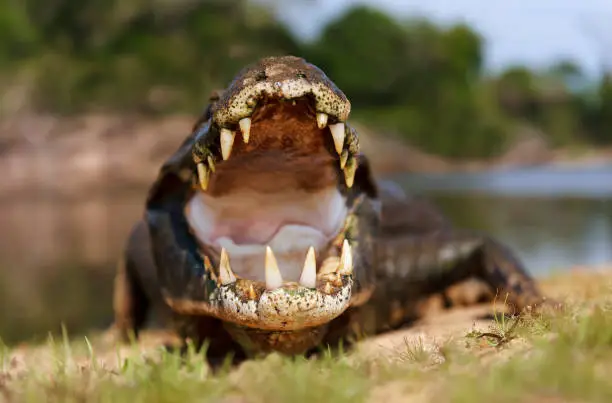 Photo of Close up of a Yacare caiman with open mouth