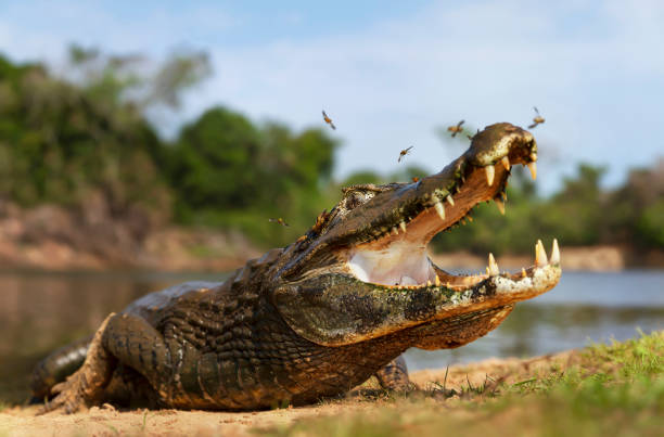 Close up of a Yacare caiman with open mouth Close up of a Yacare caiman (Caiman yacare) with open mouth, South Pantanal, Brazil. pantanal wetlands photos stock pictures, royalty-free photos & images