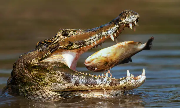 Close up of a Yacare caiman (Caiman yacare) eating piranha, South Pantanal, Brazil.