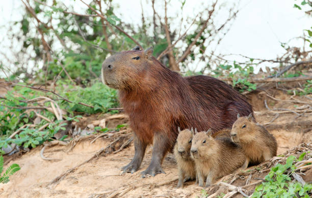 Capybara mother with three pups stock photo