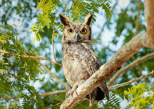 Close up of Great horned owl (Bubo virginianus nacurutu) perched in a tree, Pantanal, Brazil.