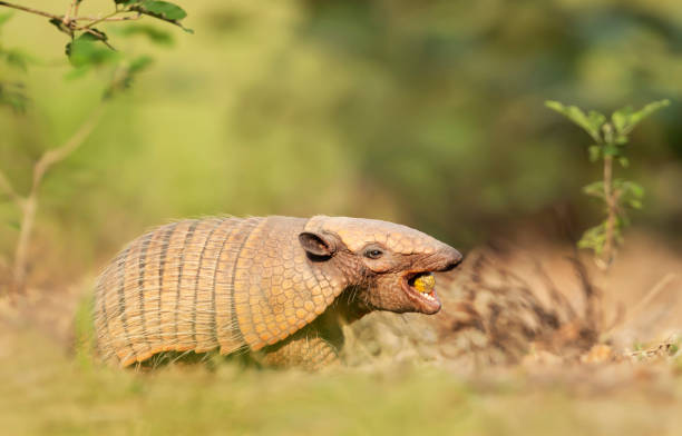 istock Six-banded armadillo eating palm fruit 1188017311