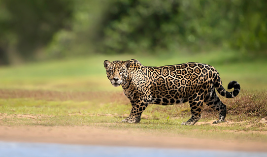 Close up of a Jaguar walking near river, Pantanal, Brazil.