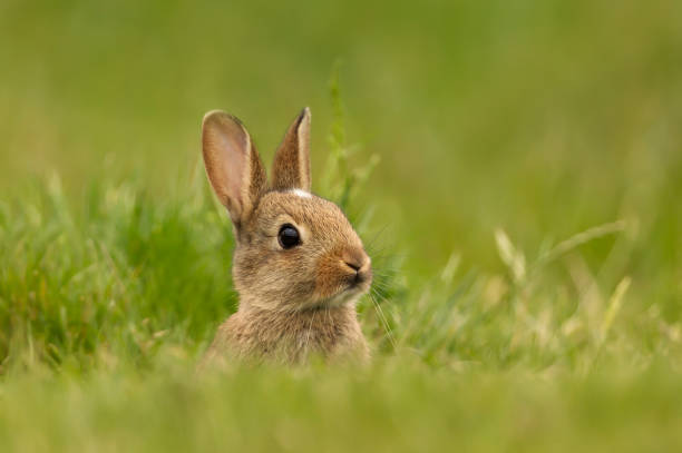 Portrait of a little rabbit in grass, UK.