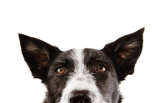 close-up curious border collie dog eyes. Isolated on white background.