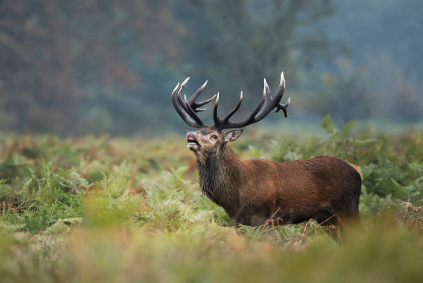 istock Red deer stag calling during rutting season 1188017405