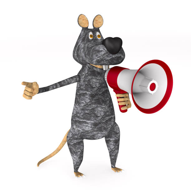 rat isolated on white background