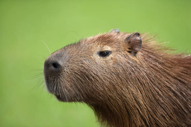 istock Close up of Capybara against green background 1188017450