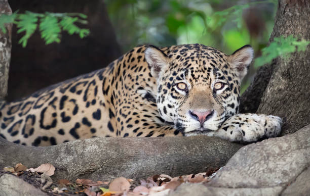 istock Close up of a Jaguar lying on a tree 1188017468