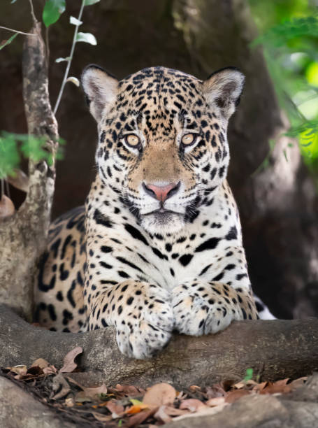 istock Close up of a Jaguar lying on a tree 1188017482