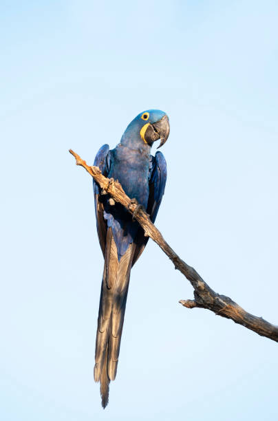 Close up of a Hyacinth macaw