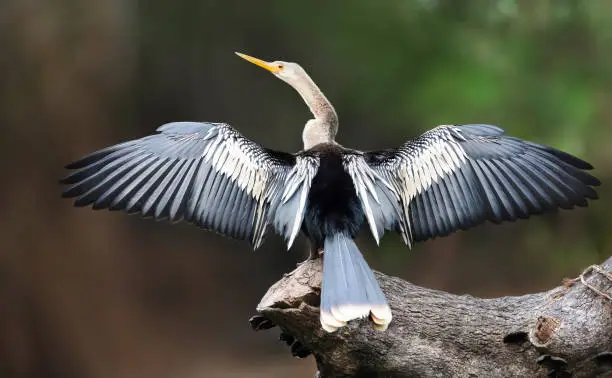 Close up of Anhinga perched on a falling tree with wings and tail spread to dry, Pantanal, Brazil.