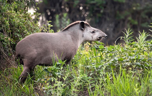 Close up of a South american tapir walking in grass, Pantanal, Brazil.