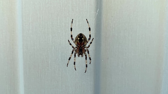 Garden Spider, Macro Animal Kingdoms, Animal in The Wild