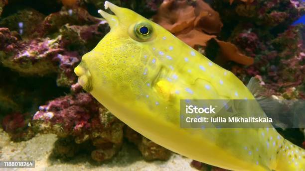 Colorful Yellow Longhorn Cowfish Lactoria Cornuta Also Called Horned Boxfish Swimming In Aquarium Near Corals Close Up Stock Photo - Download Image Now